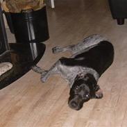 Blanding af racer Freja