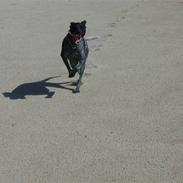 Blanding af racer Freja