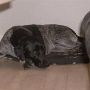 Blanding af racer Freja