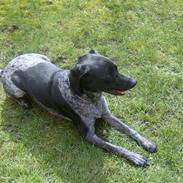 Blanding af racer Freja