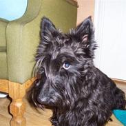 Skotsk terrier Little Big Horn Cleo 2002-2012