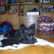 Skotsk terrier Little Big Horn Cleo 2002-2012