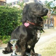 Blanding af racer Cilla