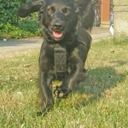 Blanding af racer Cilla