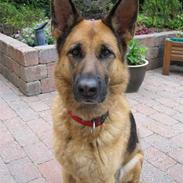 Schæferhund Leri Alsace