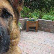 Schæferhund Leri Alsace