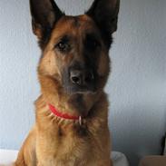 Schæferhund Leri Alsace