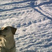 Labrador retriever Janus Løvehjerte *RIP*