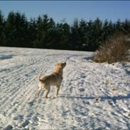 Labrador retriever Janus Løvehjerte *RIP*