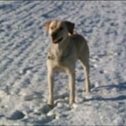Labrador retriever Janus Løvehjerte *RIP*