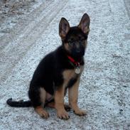 Schæferhund Leri Alsace