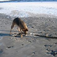 Schæferhund Leri Alsace