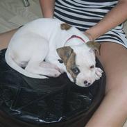 Amerikansk bulldog PRIMO