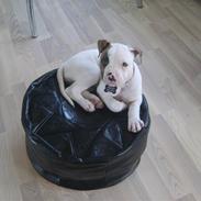 Amerikansk bulldog PRIMO