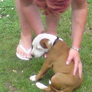 Staffordshire bull terrier Nitro