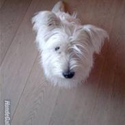 West highland white terrier Prins