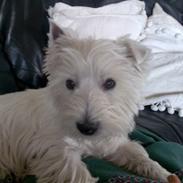 West highland white terrier Prins