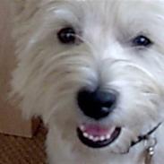 West highland white terrier Prins