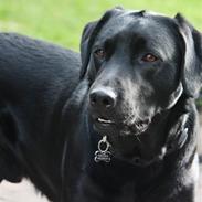 Labrador retriever Balder