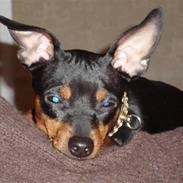 Dvaergpinscher cherrie