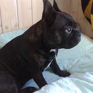 Fransk bulldog Frida