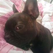 Fransk bulldog Frida