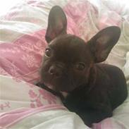 Fransk bulldog Frida