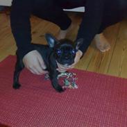 Fransk bulldog Frida