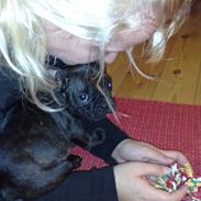 Fransk bulldog Frida