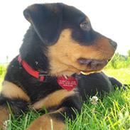 Rottweiler Nahla