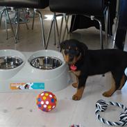Rottweiler Nahla