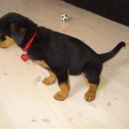 Rottweiler Nahla
