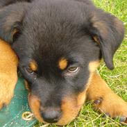 Rottweiler Nahla