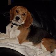 Beagle Simon