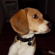 Beagle Simon