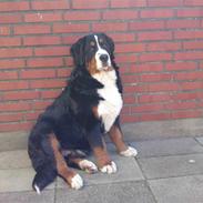 Berner sennenhund Basse