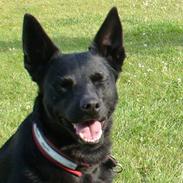 Australsk kelpie Coc-free Zoe