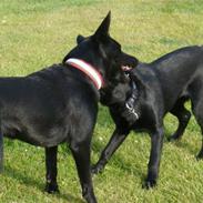 Australsk kelpie Coc-free Zoe