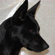 Australsk kelpie Coc-free Zoe