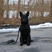 Australsk kelpie Coc-free Zoe