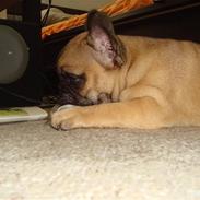 Fransk bulldog Shiela