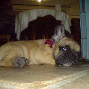 Fransk bulldog Shiela