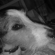 Jack russell terrier Diego