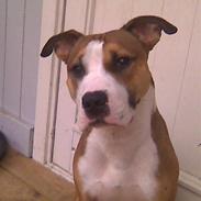 Amerikansk staffordshire terrier Lui