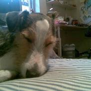 Jack russell terrier Diego