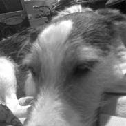 Jack russell terrier Diego