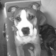 Amerikansk staffordshire terrier Lui