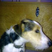 Jack russell terrier Diego