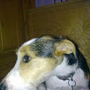 Jack russell terrier Diego