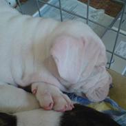 Amerikansk bulldog Mizya